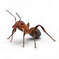 Fumigadoras en Panamá hormigas
