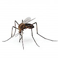 Fumigadoras en Panamá Mosquitos